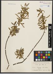 Foto von Salix alba L.